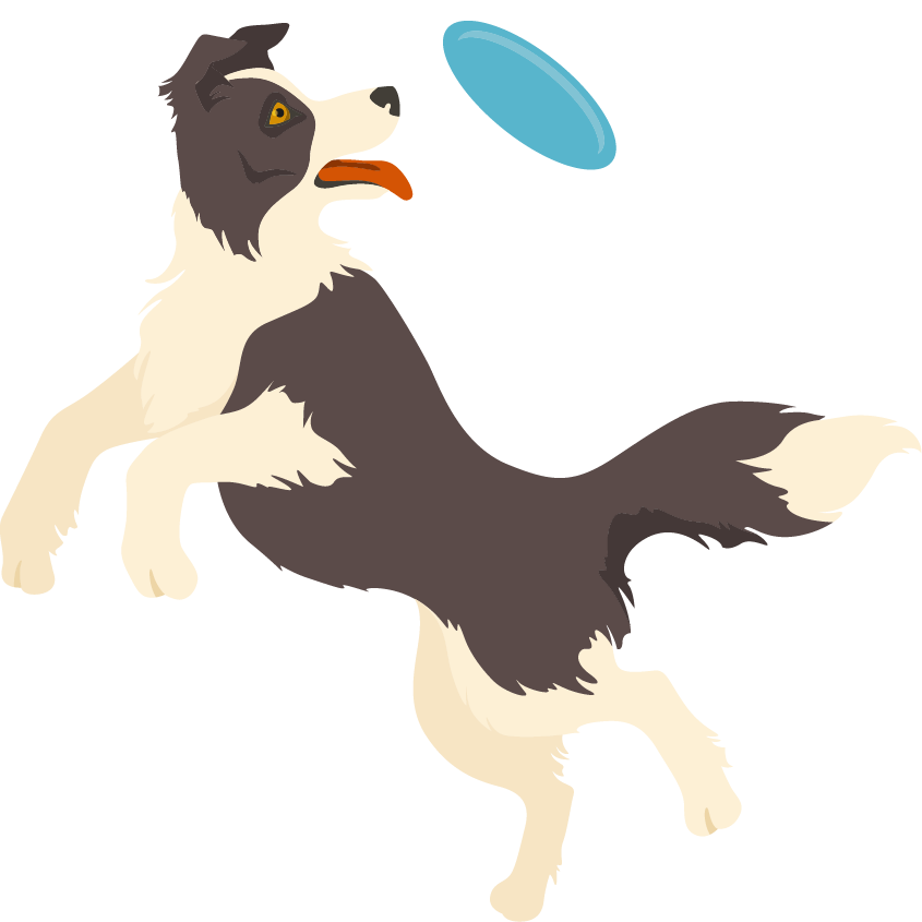 Collie catching a frisbee