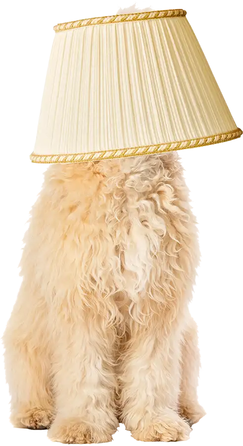 goldendoodle-with-lampshade-small