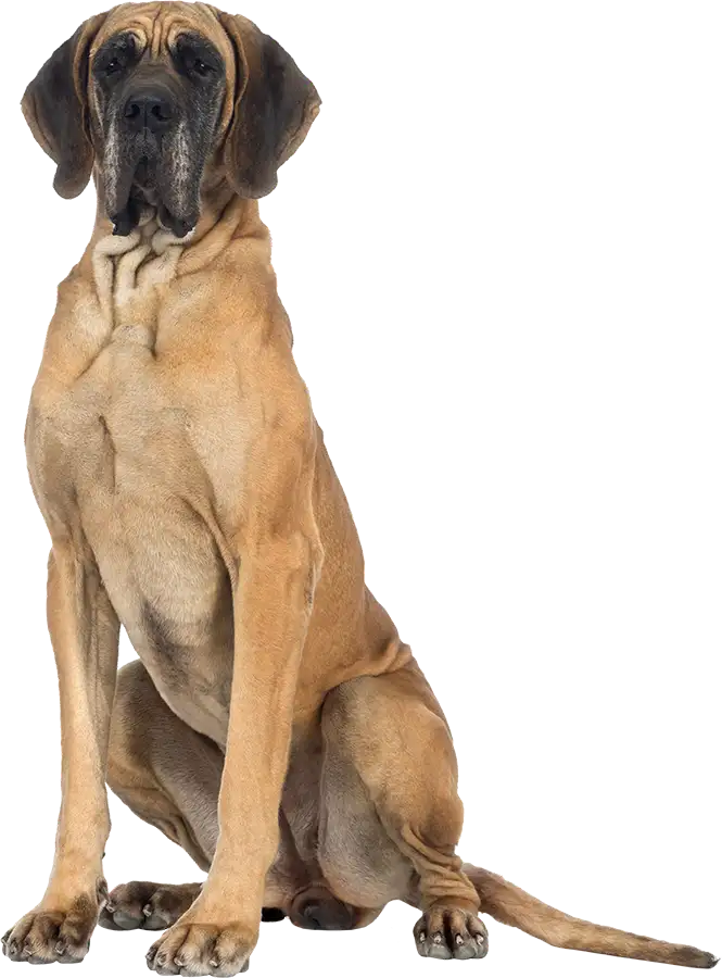 great dane