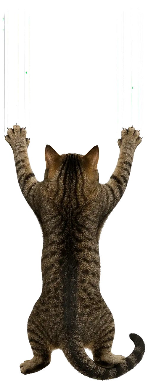 cat claws sliding down