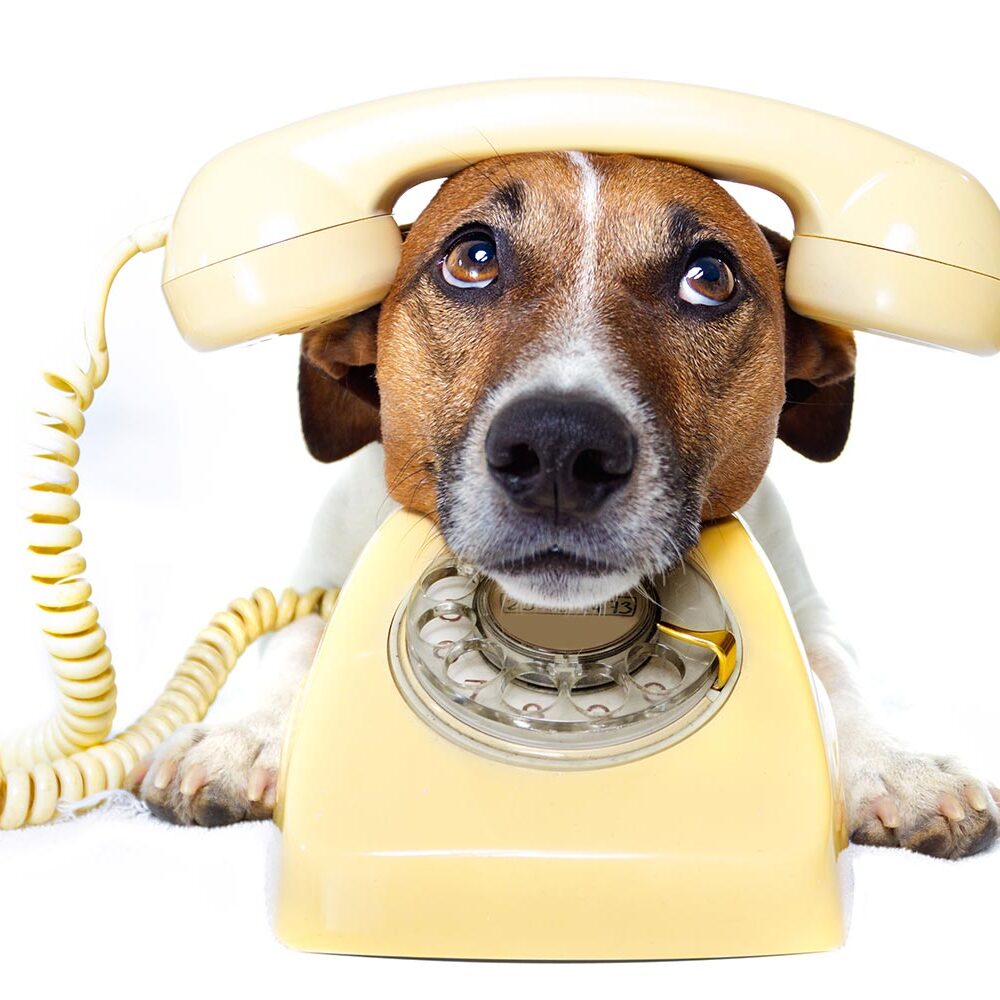 photo of dog on telephone